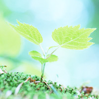 ベルタ酵素の申込み(ダイエットに最適)はこちら